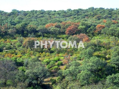 Phytophthora cinnamomi Rands